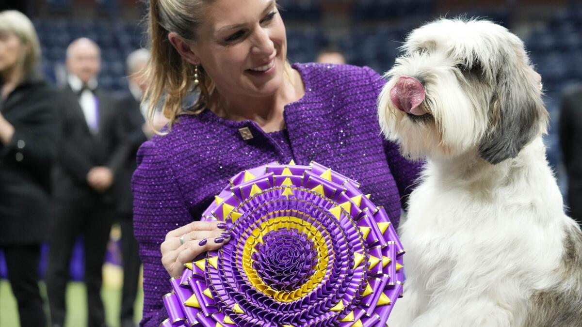 Westminster hound group clearance